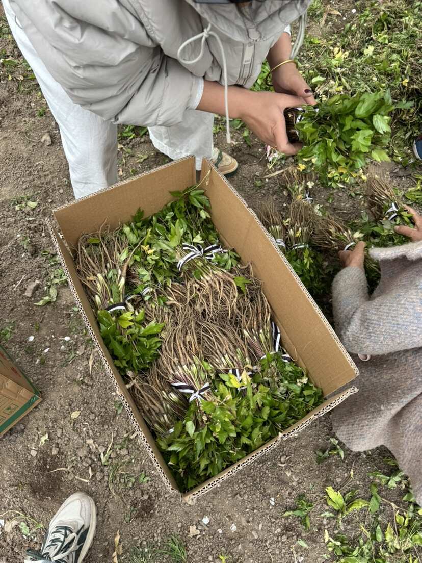 日本当归苗还有货货不多了 有需要的联系