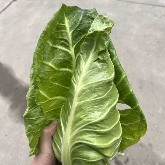 牛心菜
