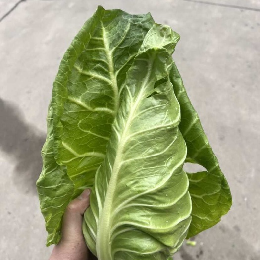 南通牛心菜