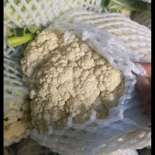 通许县菜花