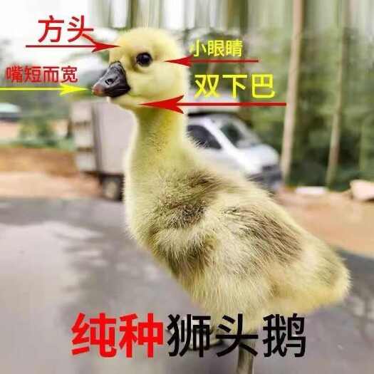 汕头澄海狮头鹅特大品种