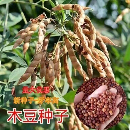 南京木豆种子护坡草灌木种籽园林绿化食用饲料草籽多年生耐旱耐寒生长