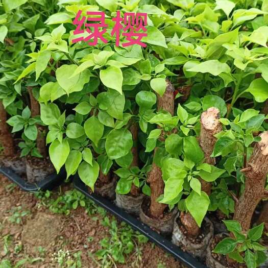 漳州100多个三角梅品种小袋苗，自家基地批发