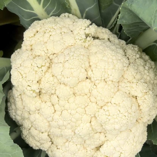 花菜 130天雪丽 青梗无毛