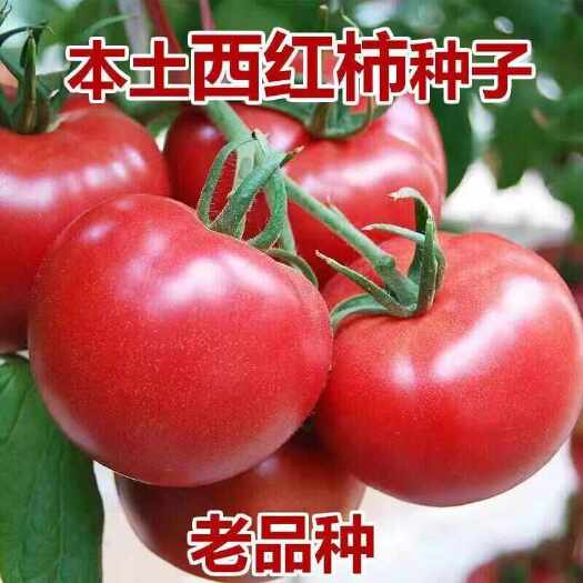 大番茄种子 农田菜园中早熟肉厚沙质粉红圆形大西红柿蔬菜籽