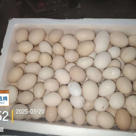 广东清远新鲜自养杂粮鸡鸡蛋批发零售
