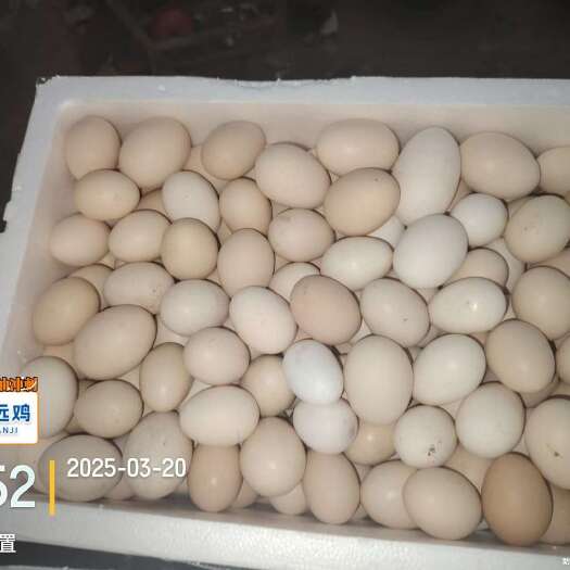 清远广东清远新鲜自养杂粮鸡鸡蛋批发零售