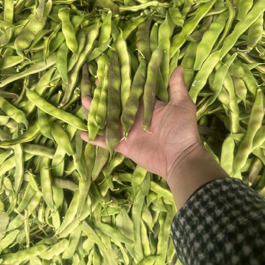 油豆山东新鲜油豆角 批发零售 支持多种运输方式