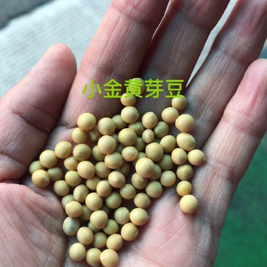 临沂黄芽豆