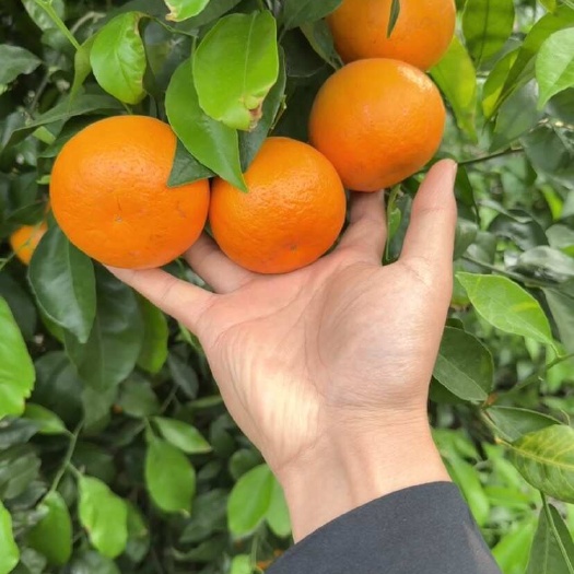 华宁县沃柑