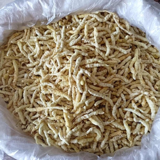 草石蚕 地蚕中药材土冬虫草 泽兰根 白虫草花草茶包邮