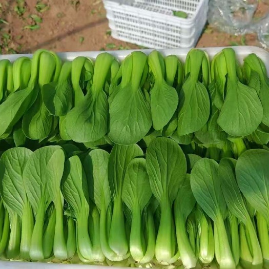 曹县上海青