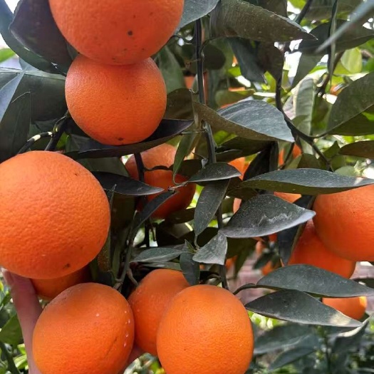 恭城县大量夏橙供应，货源充足