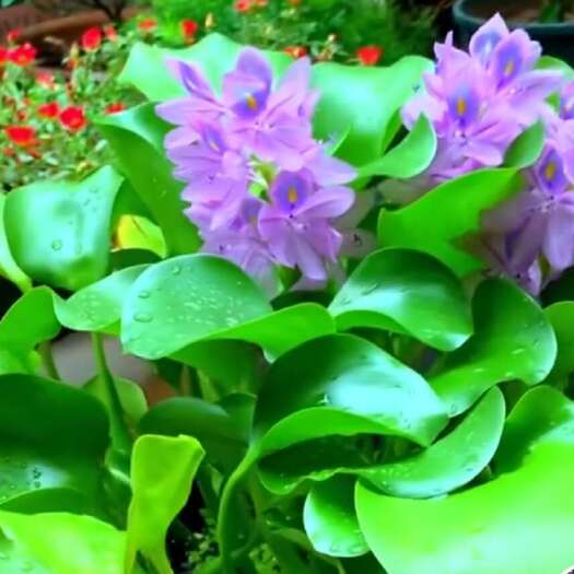 株洲大量批发水葫芦