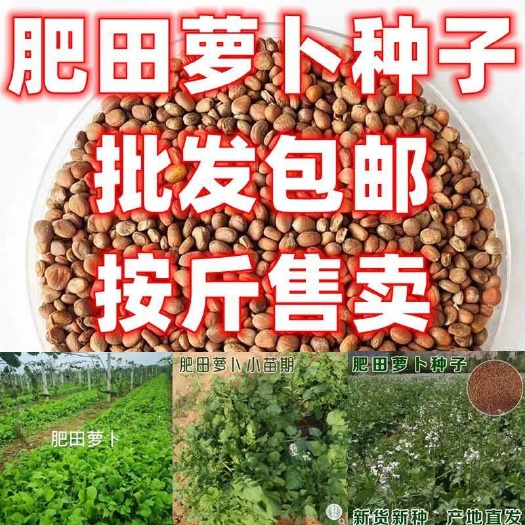 肥田萝卜种子批发包邮四季萝卜种籽四季种植果园绿肥青饲抑制杂草