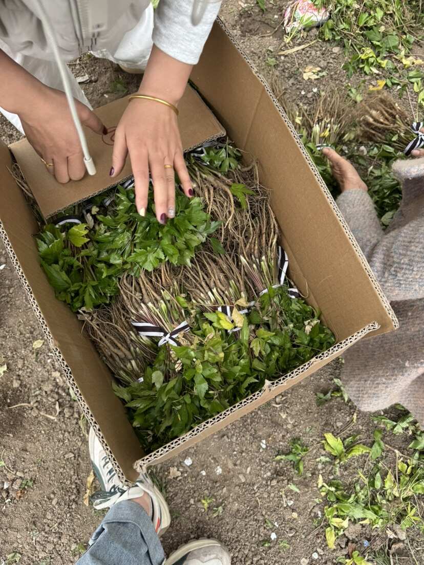 日本当归苗还有货货不多了 有需要的联系