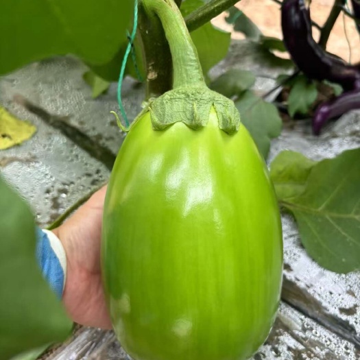 绿灯泡茄苗/茄子苗