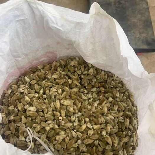 长阳县辛夷花