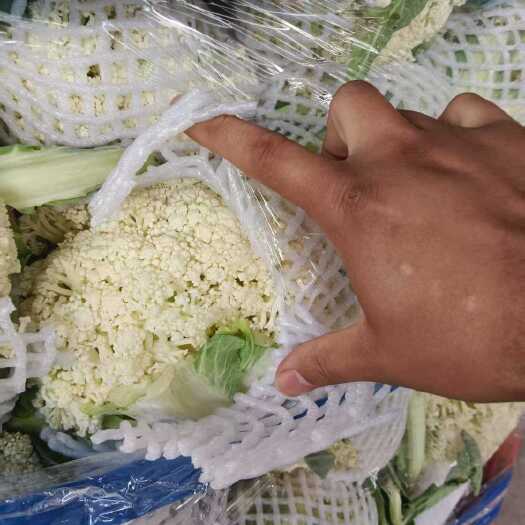 通许县花菜