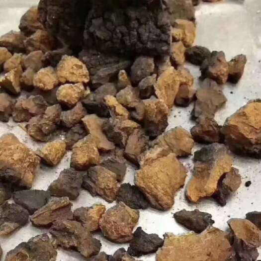 安国市优质桦树茸，桦褐孔菌中药材批发零售
