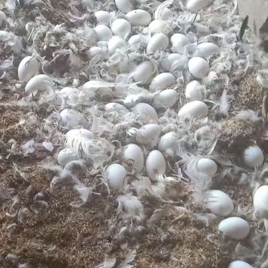 大连鹅蛋富含卵磷脂、硒与优质蛋白，一枚鹅蛋多重滋养，守护全家健康
