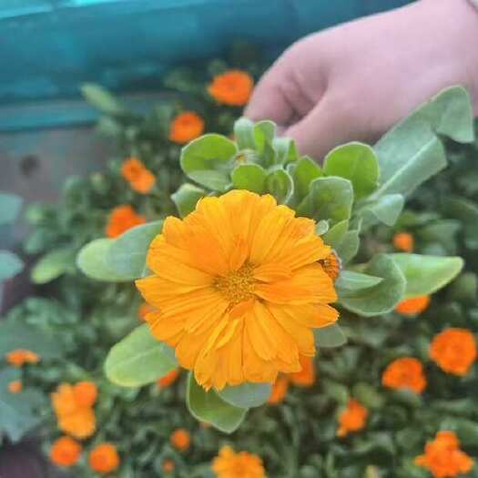 青州市重瓣花苞金盏菊发货盆栽菊花大苗室内阳台花卉好养四季开花耐寒
