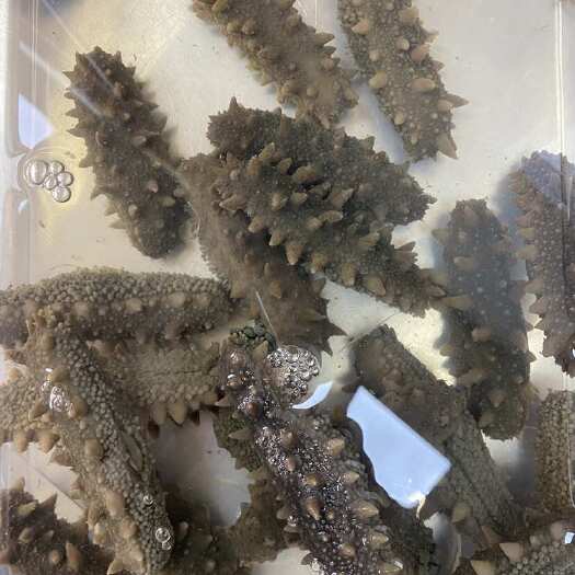 济南大连顶火拉缸盐海参