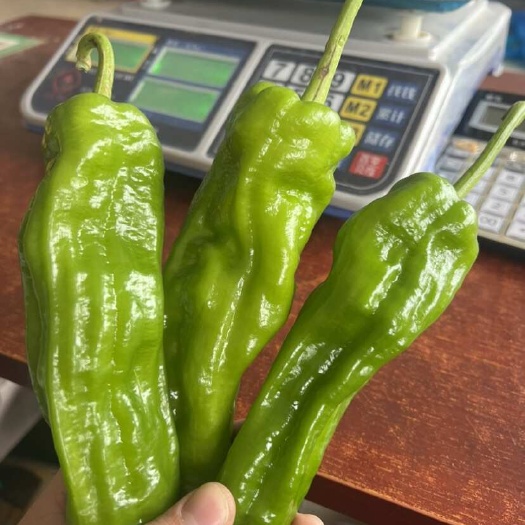 苏椒5号 薄皮