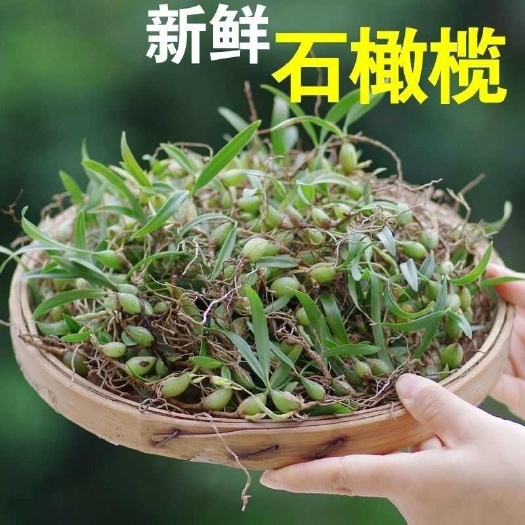 新鲜双叶小果石橄榄 优质菜现货供应煲汤靓汤口感鲜甜