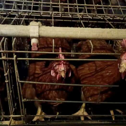 活禽淘汰鸡批发销售量大从优