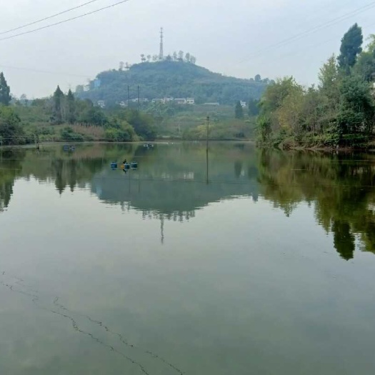 大竹县坑塘转让