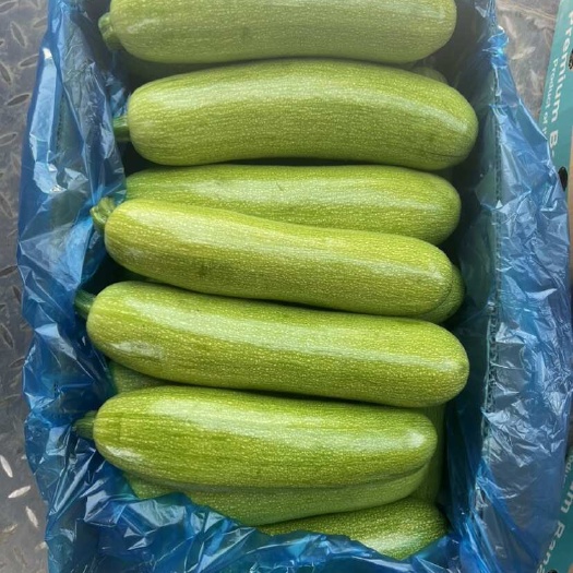 南通大棚精品西葫芦  发青直溜