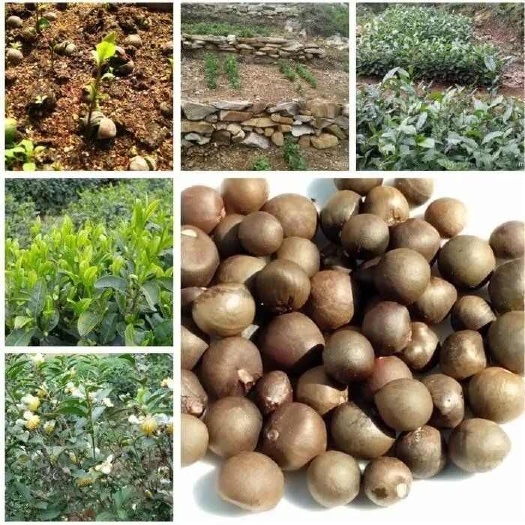 南京绿茶种子 特早茶种子耐寒茶叶种子 茶树籽 各种茶叶种子 播种