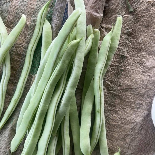 成武县白不老四季豆绿色食品产地直销