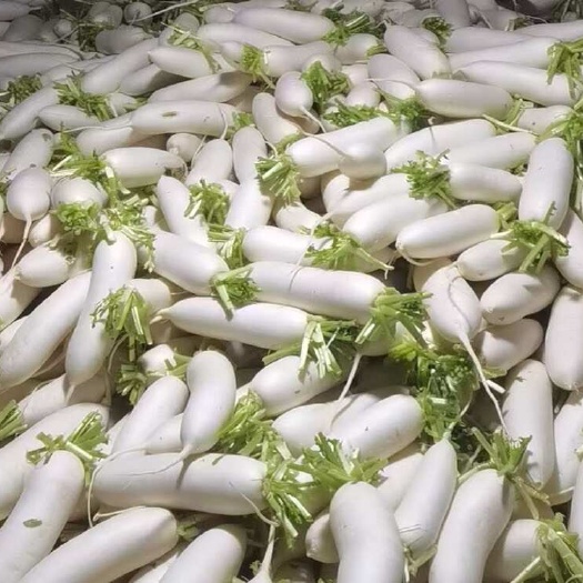 南通白萝卜 无斑点 头尾一样粗细