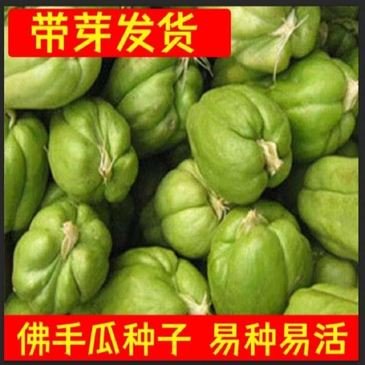 发芽佛手瓜，成熟佛手瓜种