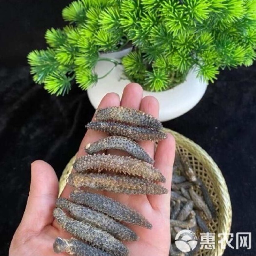 海参