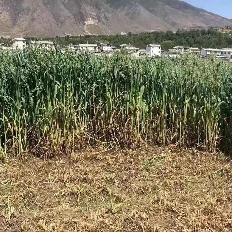 燕麦种子饲用牧草营养丰富青饲料耐热耐寒养殖草籽生长快牧草种籽