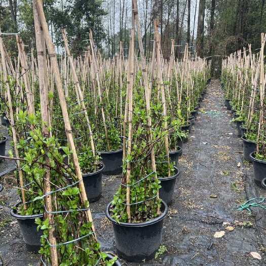 成都粉色落跑新娘绣球