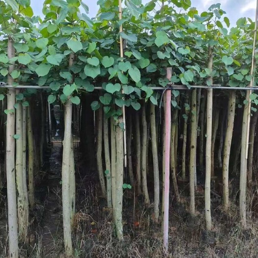 揭阳黄槿2-15分，各种规格，大量低价出售