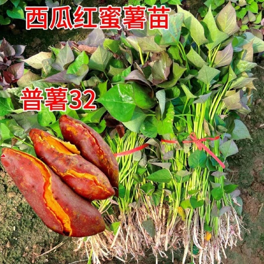 西瓜红蜜薯苗现拔现发，软糯香甜烤薯型地瓜番薯秧苗
