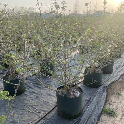 沭阳县中华木绣球，斗球，丛生大斗球树，别墅庭院地栽、