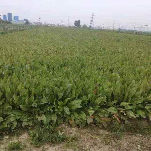 保定食叶草