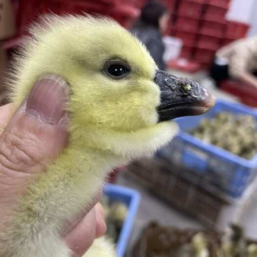汕头广东汕头澄海区供应自家养殖狮头鹅苗 特大品种 一手货源