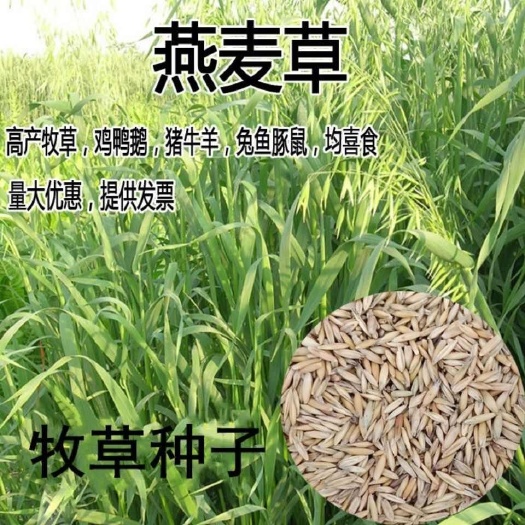 南京燕麦种子饲用牧草营养丰富青饲料耐热耐寒养殖草籽生长快牧草种籽