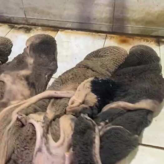 广州牛肚 屠宰场直供