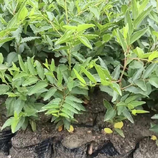 绛县营养杯双仁酸枣苗低价出售，药用晋酸3号酸枣苗
