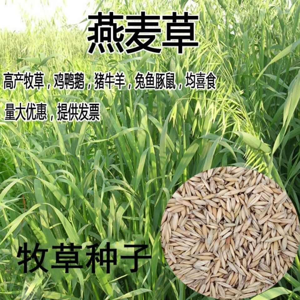 燕麦种子饲用牧草营养丰富青饲料耐热耐寒养殖草籽生长快牧草种籽