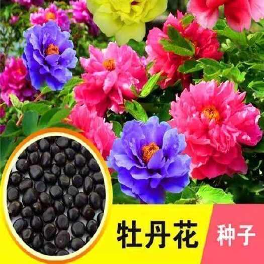 牡丹花种子花园盆栽阳台室内室外种植花种籽耐寒易活洛阳牡丹花籽
