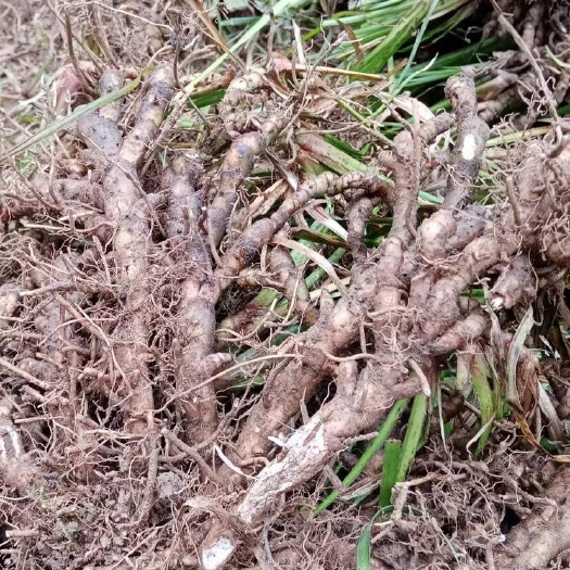 仪陇县四川深山老林石菖蒲，有干活鲜货两种。标价为干货价，量大从优。